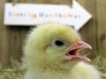 Three day old chick Royalty Free Stock Photo