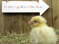 Three day old chick Royalty Free Stock Photo