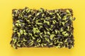 Three-day sprouts of young sunflower. Royalty Free Stock Photo