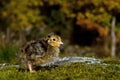 Three days old quail, Coturnix japonica.....photographed in nature