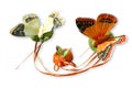 Three decorative butterfly