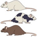 Three decorative rats of various colors, pets and laboratory animals, spotted, gray and brown mouse, vector outline illustration