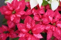 Spotted red holiday poinsettia closeup center