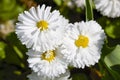 three decorative white flowers