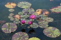 Three deep pink water lily flowers and pads floating in a shallow pond Royalty Free Stock Photo