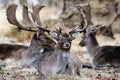 Three deer Royalty Free Stock Photo