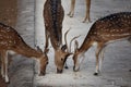 Three Deer Eating Food Intently on Ground Royalty Free Stock Photo