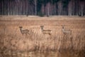 Three deer in a field facing the photographer. Royalty Free Stock Photo
