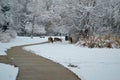 Three deer foraging in the snow Kathryn Albertson Park, Boise Idaho, horizontal Royalty Free Stock Photo