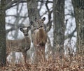 Three deer looking at camera in forest during winter