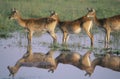 Three Deer by pond Royalty Free Stock Photo