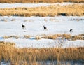 Three Deer Running Across Frozen Marsh Area