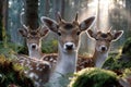 Three deer in a serene forest illuminated by soft morning light Royalty Free Stock Photo