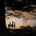 Three deer in silhouette Royalty Free Stock Photo