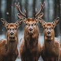 Three Deer In The Snow Royalty Free Stock Photo