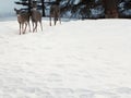 Three Deer in Snow Royalty Free Stock Photo