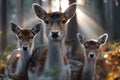 Group of deer in a sunlit forest during early morning hours Royalty Free Stock Photo