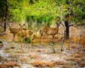 Three deer standing in forest