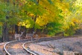 Three deer on tracks Royalty Free Stock Photo