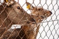 Three deer are waiting for the food. Royalty Free Stock Photo