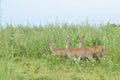 Three Deers in Baluran National Park