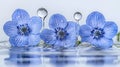 Three Delicate Blue Flowers with Water Drops and Water Splash in Calm Reflective Surface Royalty Free Stock Photo