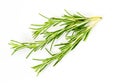 3 three delicate branches of rosemary. Foreground. Isolated on white background