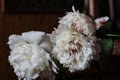 three delicate milky cut peonies lie on a chair on a brown background