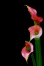 Three delicate mini pink calla lillies against black background Royalty Free Stock Photo