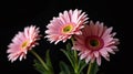 Three delicate pink daisies against a stark black background Royalty Free Stock Photo