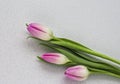 Three delicate pink tulips on white background Royalty Free Stock Photo