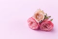 Three delicate roses on a beautiful pink background with space for text