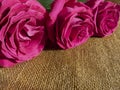 Three delicate roses on a rough rural natural fabric. Layout for cards, greetings, invitations and apologies. Royalty Free Stock Photo