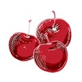 Three delicious ripe cherries isolated on white background. Vector illustration. Royalty Free Stock Photo