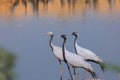 Three Demoiselle crane birds migrate to Rajasthan, India from Mongolia