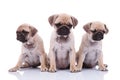 Three depressed pug puppies looking down