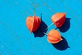 Three detailed macro ripe flower of physalis plant called chinese lantern and alkekengi with black shadows on blue wooden backgrou Royalty Free Stock Photo