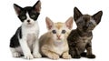 Three Devon Rex kittens black white orange tabby and dark tabby animal domestic Royalty Free Stock Photo