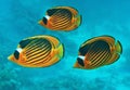 Three Diagonal raccoonbutterfly fish in the blue sea water Chaetodon fasciatus. Beautiful scene of coral reef