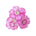 Three Dianthus