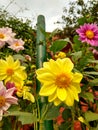 Three different colored beautiful Dahlia flowers in a garden. Yellow Dahlia flower is in focus Royalty Free Stock Photo