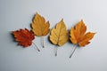 Three leaves of different colors arranged on a gray background Picture, Generative AI Royalty Free Stock Photo