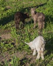 Three different-colored little goats on a green meadow. Baby Farm Goats Eating Grass