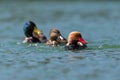 Three different colorful ducks swimming in water Royalty Free Stock Photo