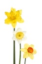 Three different daffodils Royalty Free Stock Photo