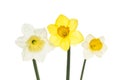 Three different daffodils Royalty Free Stock Photo