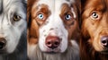 Three different dogs with beautiful eyes, a macro look. generated Royalty Free Stock Photo