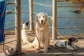 Three different dogs lying and sitting near the sea Royalty Free Stock Photo