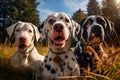 Three different dogs on a walk in the field Royalty Free Stock Photo