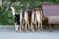 Three different dogs wandering around a public place have seen something interesting behind the bushes and are curiously watching Royalty Free Stock Photo